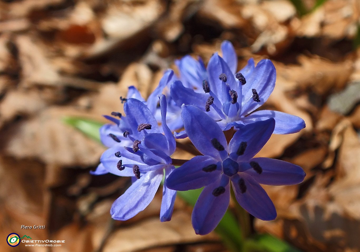 56 Scilla silvestre.JPG